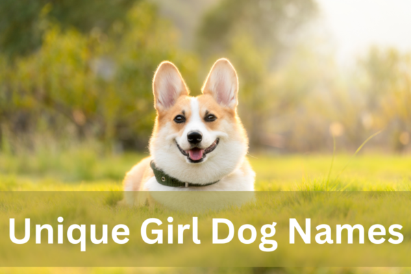 Unleashing Uniqueness: A Comprehensive Guide to Unique Girl Dog Names