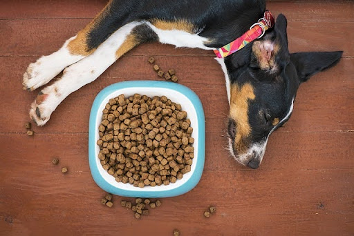 Unveiling the Nutritional Excellence of Skinners Dog Food